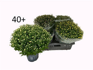 Mixed Chrysanthemum Houseplant – 19cm Pot, 45cm High
