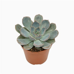 Echeveria Orion Succulent – 8.5cm Pot