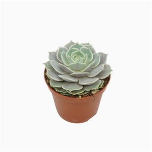 Echeveria ‘Lola’ Succulent – 8.5cm Pot