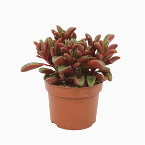 Peperomia Graveolens – 10.5cm Pot