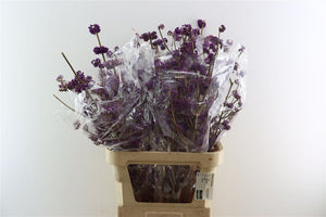 Purple Callicarpa ‘Bod Profusion’ Cut Stems