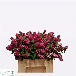 Dark Pink Symphoricarpos Stems – Up to 49cm