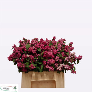 Dark Pink Symphoricarpos Stems – Up to 49cm