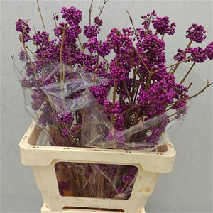 Purple Callicarpa 'Bod Profusion' Cut Stems