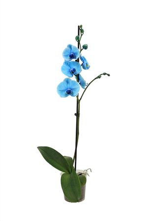 Blue Phalaenopsis Orchid – 12cm Pot, 55cm Tall