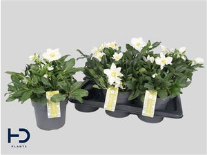 White Christmas Rose (Helleborus) – 17cm Pot