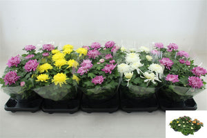 Chrysanthemum ‘Cosmo Gem’ – 23cm Pot