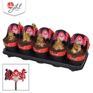 Amaryllis ‘Spartacus’ (Hippeastrum) – 12cm Pot