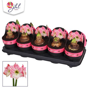 Amaryllis ‘Sweet Star’ (Hippeastrum) – 12cm Pot