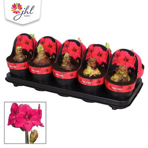 Pink Star Amaryllis (Hippeastrum) – 12cm Pot