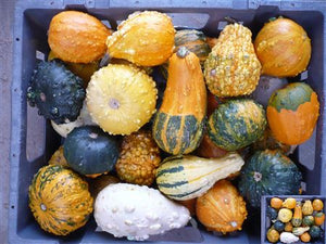 Mixed Ornamental Gourd Cucurbita pepo