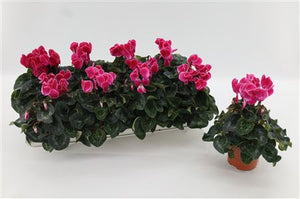 Pink-Flamed Cyclamen persicum – 10.5cm Pot