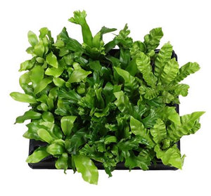 Asplenium Fern – 6cm Pot
