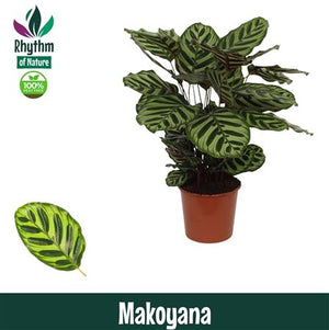 Calathea Peacock Plant (Goeppertia makoyana) – 17cm Pot