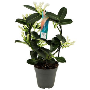 Stephanotis Houseplant with White Flowers – 12cm Pot