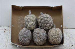 Waxed Pandanus Pine Cone Decoration