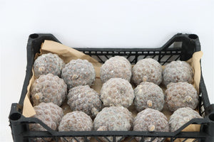 Natural Wax Pine Cone Decorations – Pack of 15