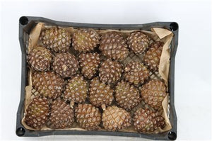 Green Pine Decoration – 20-Piece Set
