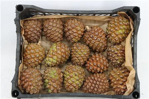 Natural Green Pine Cones – Decorative Christmas Foliage