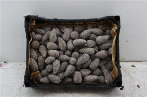Natural Mini Wax Pine Cone Decoration