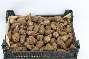 Natural Pine Cones – Decorative Christmas Pack