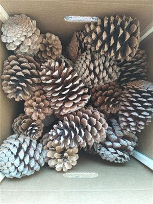 Natural Pine Cones – 9cm