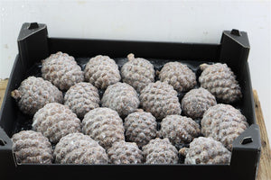 Natural Wax Pineapple Decoration – 5cm