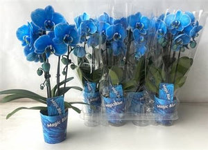 Blue Phalaenopsis Orchid (2 Stem) – 9cm Pot
