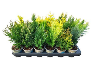 Mixed Conifers – 9cm Pot, Approx. 20cm High