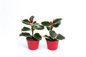 English Holly (Ilex aquifolium) – 6cm Pot