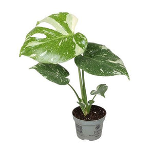 Monstera deliciosa ‘Tellation’ – 10cm Pot