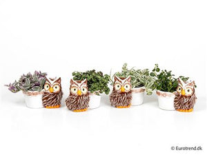 Green Artificial Grass Arrangement with Ceramic Owl