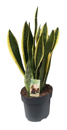 Snake Plant (Sansevieria trifasciata ‘Laurentii’) – 21cm Pot