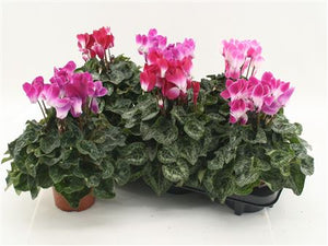 Cyclamen persicum ‘Indiaka’ – 12cm Pot