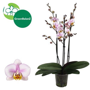Purple Phalaenopsis Orchid – 12cm Pot, 55cm Tall