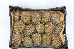 Natural Green Pine Cones – Decorative Christmas Foliage