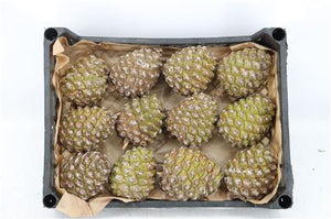 Natural Green Pine Cones – Christmas Decoration