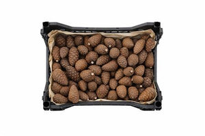 Natural Mini Pine Cones – Decorative Christmas Pack