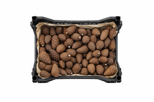 Natural Mini Pine Cones – Decorative Christmas Pack