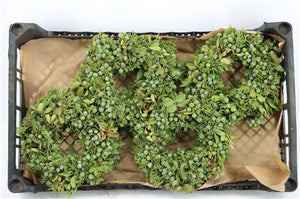 Green Juniper Wreath – 20cm