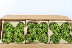 Green Lilac de Chine Wreath – 12cm