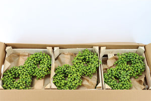 Green Lilac de Chine Wreath – 20cm