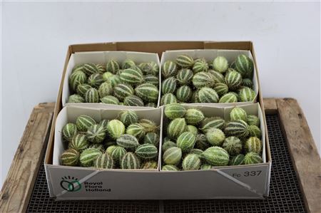 Ornamental Cucumis Mirio – Green Fruit Decoration