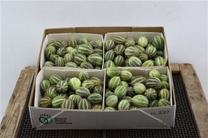 Ornamental Cucumis Mirio – Green Decorative Fruit