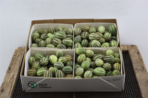 Ornamental Cucumis Mirio – Green Fruit Decoration