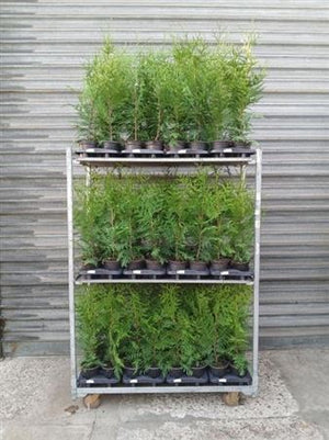 Western Red Cedar ‘Excelsa’ (Thuja plicata) – 15cm Pot, 80cm