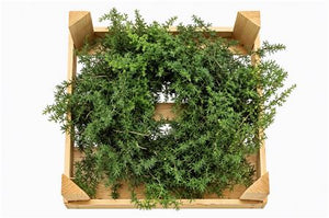 Green Asparagus Wreath – 30cm