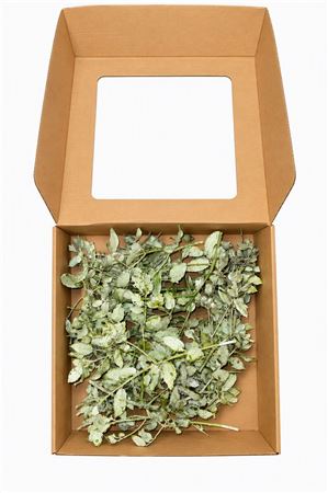 Green Artificial Olive Branch – Up to 49cm