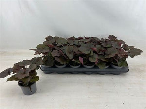 Heuchera 'Palace Purple' – 9cm Pot