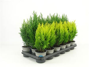 Ellwoodii Mixed Conifer – 9cm Pot, 20cm High